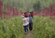 食品産業の問題に切り込むドキュメンタリー「Food, Inc. 2」ロバート・ケナー、メリッサ・ロブレット監督 A scene from FOOD, INC.2 Courtesy of Mongrel Media