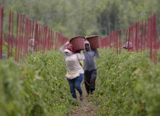 食品産業の問題に切り込むドキュメンタリー「Food, Inc. 2」ロバート・ケナー、メリッサ・ロブレット監督 A scene from FOOD, INC.2 Courtesy of Mongrel Media