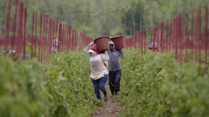 A scene from FOOD, INC.2 Courtesy of Mongrel Media