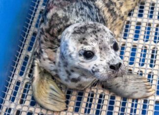 ゼニガタアザラシの赤ちゃんが今年初めて救助される バンクーバー水族館・海洋哺乳類救助協会に救助され、ネルソンと名付けられたアザラシの赤ちゃん。Photo provided by Vancouver Aquarium Website