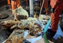 下水管から50トンの脂肪の塊を除去 ブリティッシュ・コロンビア州リッチモンド市で除去された巨大な「ファットバーグ」。メトロバンクーバーのX投稿より。