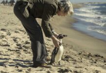 The Penguin Lessons「愛いっぱいのペンギンに癒される映画」 Photos: Sony Pictures Classics, Mongrel Media, Star PR 2025