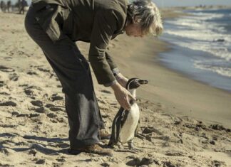 The Penguin Lessons「愛いっぱいのペンギンに癒される映画」 Photos: Sony Pictures Classics, Mongrel Media, Star PR 2025