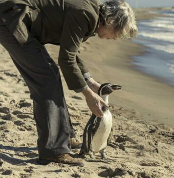 The Penguin Lessons「愛いっぱいのペンギンに癒される映画」 Photos: Sony Pictures Classics, Mongrel Media, Star PR 2025