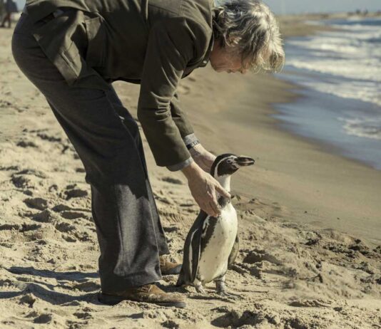 The Penguin Lessons「愛いっぱいのペンギンに癒される映画」 Photos: Sony Pictures Classics, Mongrel Media, Star PR 2025
