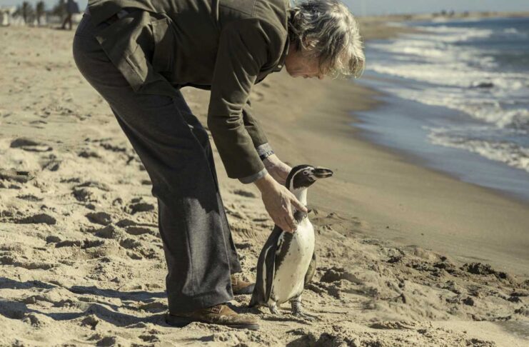 The Penguin Lessons「愛いっぱいのペンギンに癒される映画」 Photos: Sony Pictures Classics, Mongrel Media, Star PR 2025
