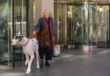 The Friend「彼の残した大きな愛」 2025 Mongrel Media/ Star PR