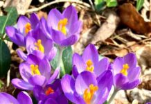 モントリオールのイベント紹介 「モントリオールの春」クロッカス(写真:鎌田珠代)