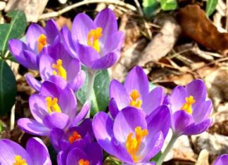 モントリオールのイベント紹介 「モントリオールの春」クロッカス(写真:鎌田珠代)