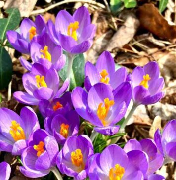 モントリオールのイベント紹介 「モントリオールの春」クロッカス(写真:鎌田珠代)