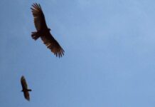 6月のモントリオール/モントリオールからのアルバム