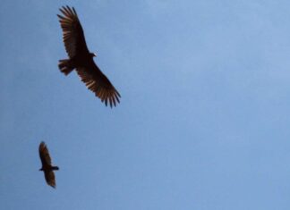 6月のモントリオール/モントリオールからのアルバム