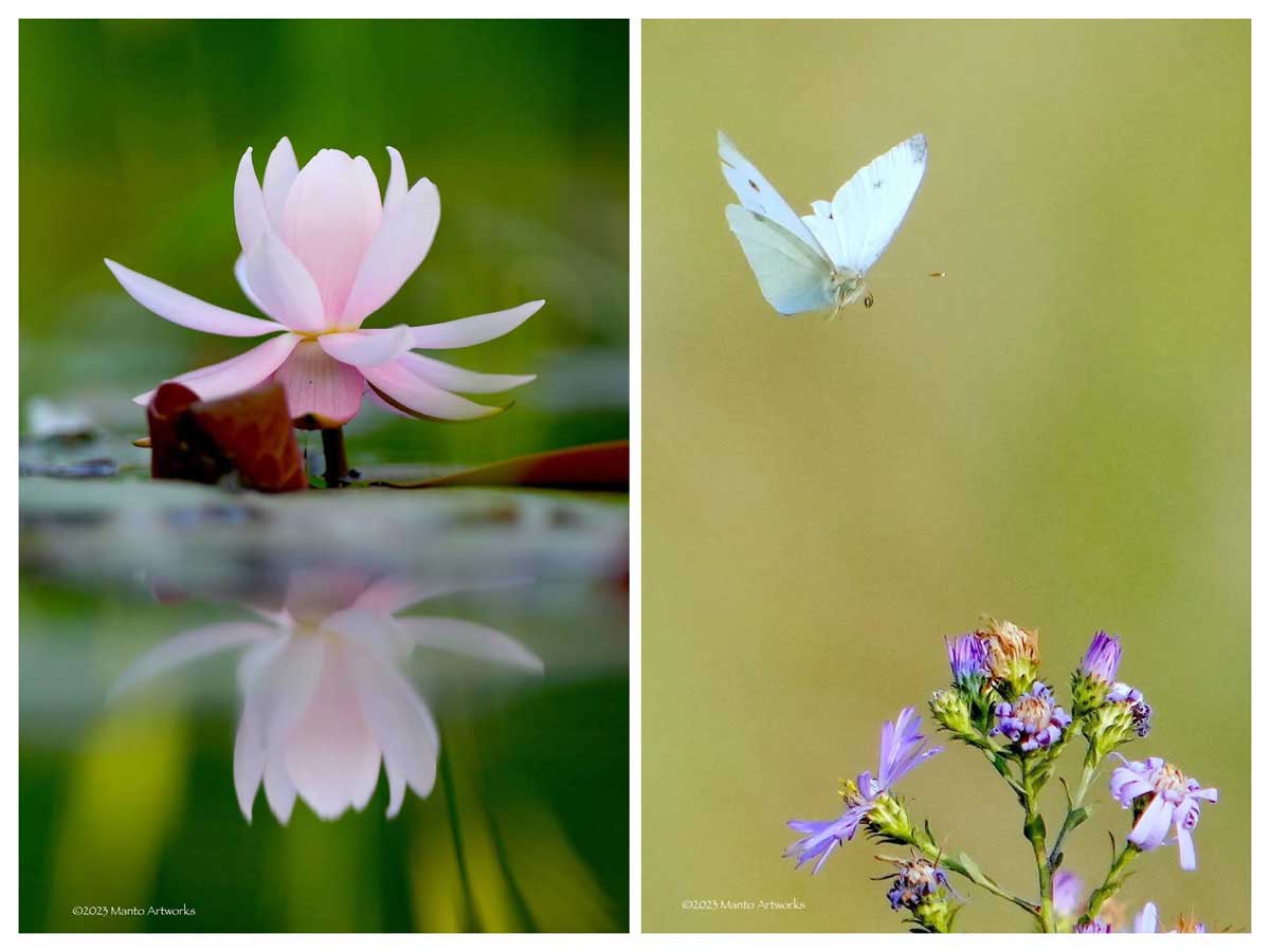 「Cabbag White Butterfly」Manto Artworks