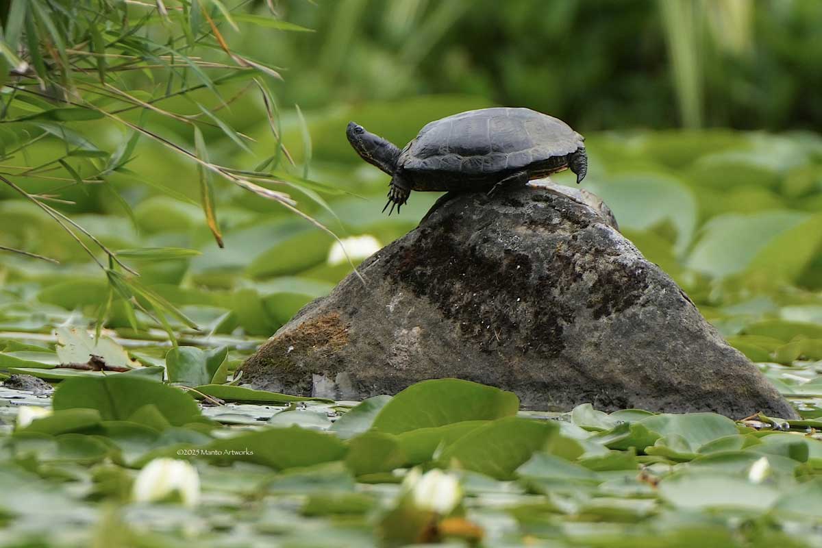 「Eastern Painted Turtle」Manto Artworks