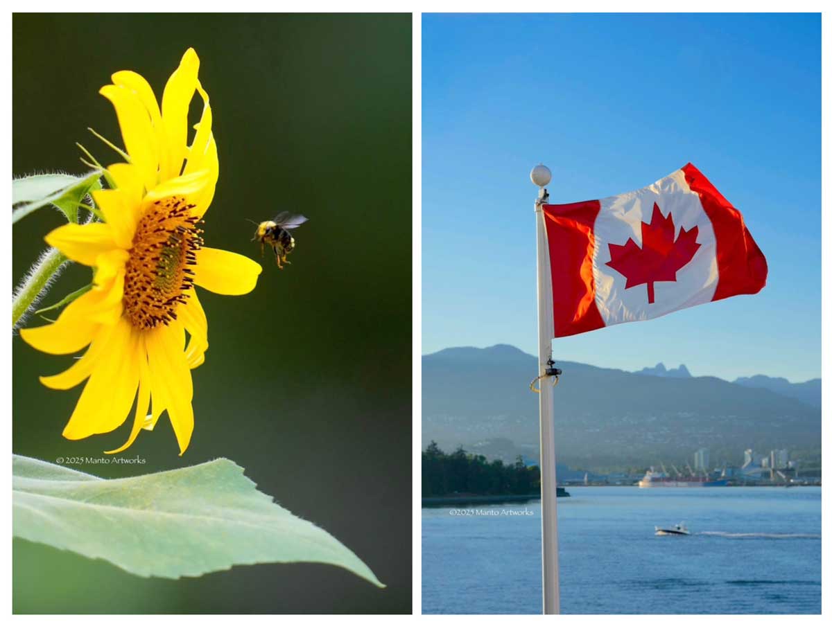 「Bumblebee & Sunflower/Canada Flag, Lions Mountain & Stanley Park」 Manto Artworks