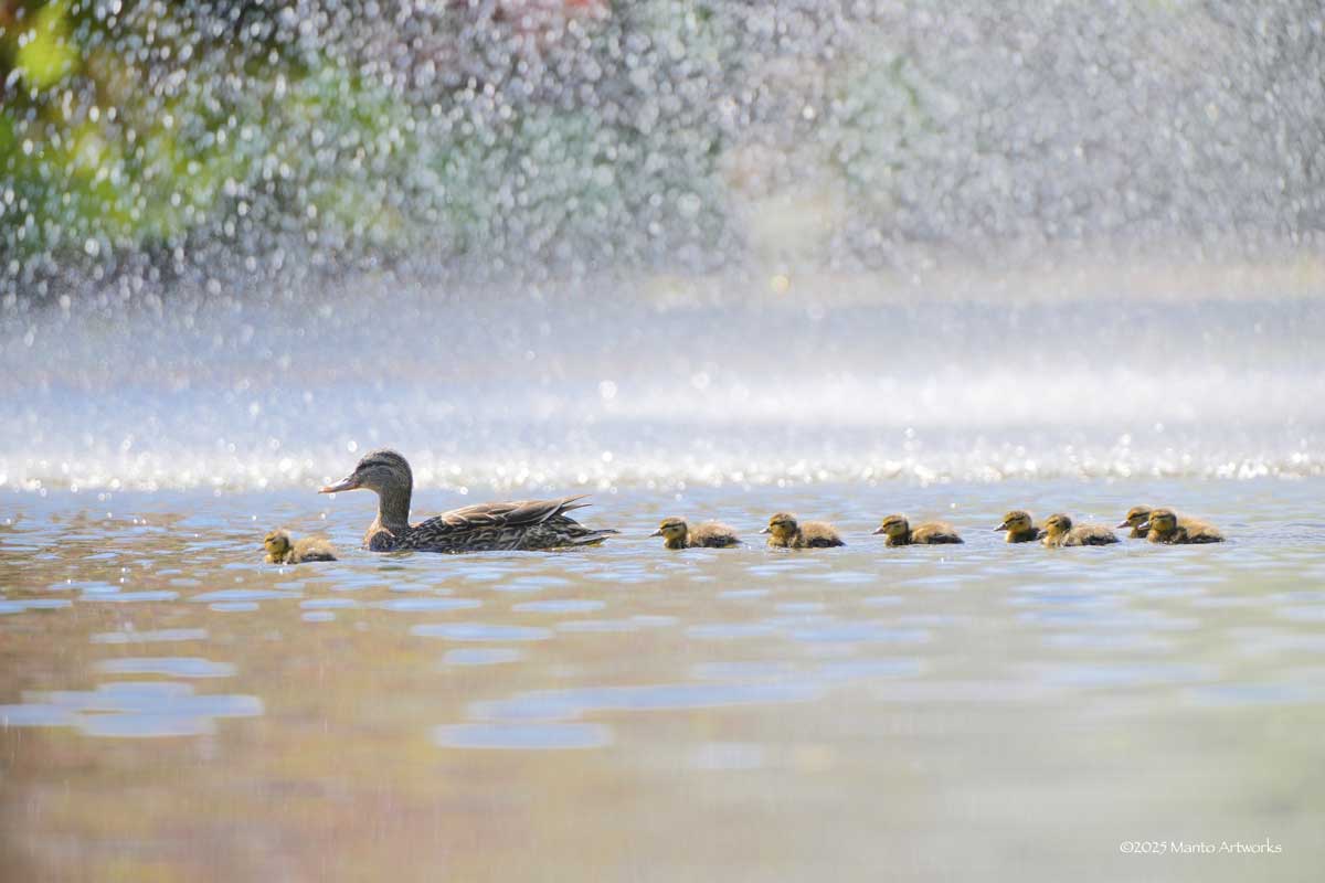 「Mallard duck Family with Water Fountain」 Manto Artworks