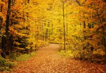 今年行きたい、カナダ紅葉スポット ケベックの秋に出会う旅 ラ・モーリシー国立公園の紅葉(モーリシー地方)。写真提供:ケベック州政府観光局© GouvQc / Laurene Bath