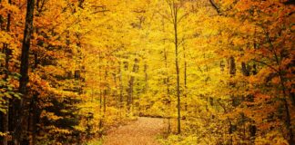 今年行きたい、カナダ紅葉スポット ケベックの秋に出会う旅 ラ・モーリシー国立公園の紅葉(モーリシー地方)。写真提供:ケベック州政府観光局© GouvQc / Laurene Bath