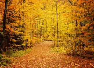 今年行きたい、カナダ紅葉スポット ケベックの秋に出会う旅 ラ・モーリシー国立公園の紅葉(モーリシー地方)。写真提供:ケベック州政府観光局© GouvQc / Laurene Bath