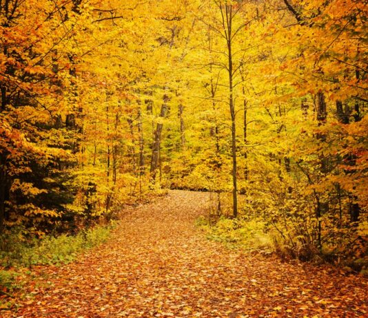 今年行きたい、カナダ紅葉スポット ケベックの秋に出会う旅 ラ・モーリシー国立公園の紅葉(モーリシー地方)。写真提供:ケベック州政府観光局© GouvQc / Laurene Bath