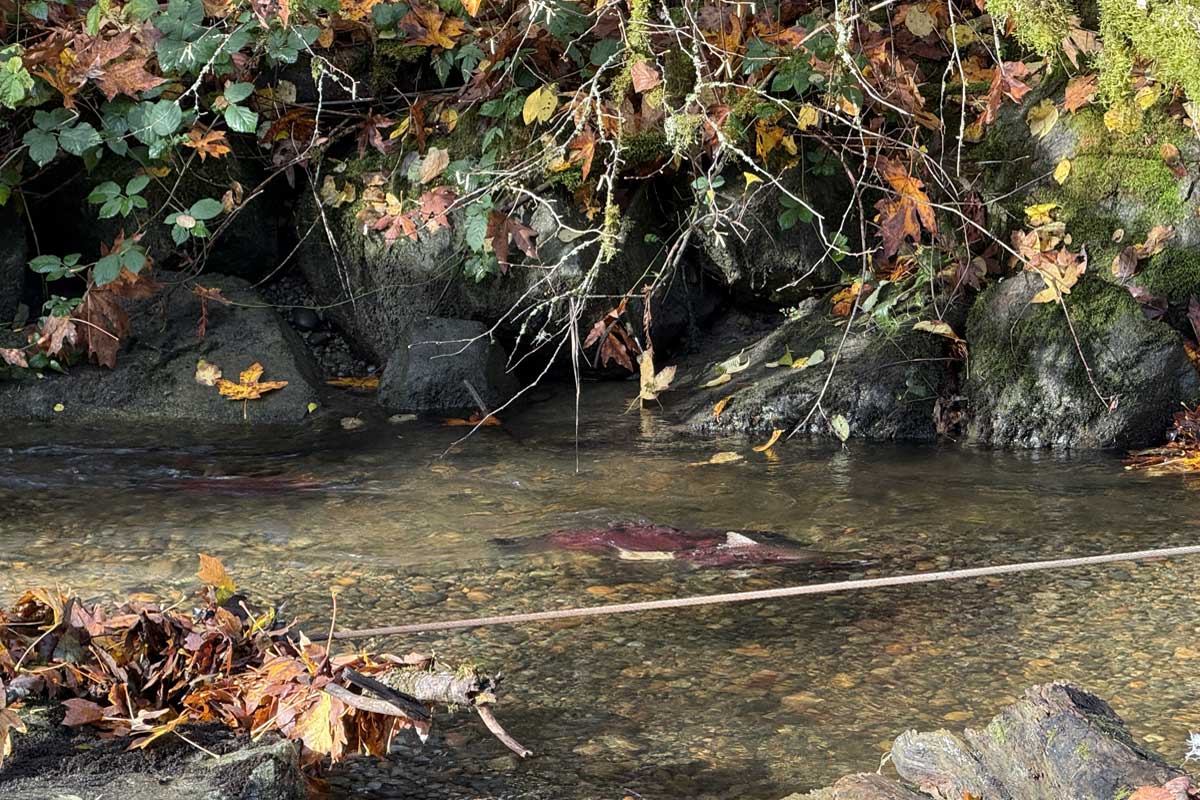 サレー市のサーペンタイン川を遡上するサーモン。 The Serpentine Enhancement Societyのブライアン・イングランドさんによると、大雨の翌日は多くのサーモンが上ってくることが予想されるという。2025年10月29日、サレー市。撮影:田上麻里亜