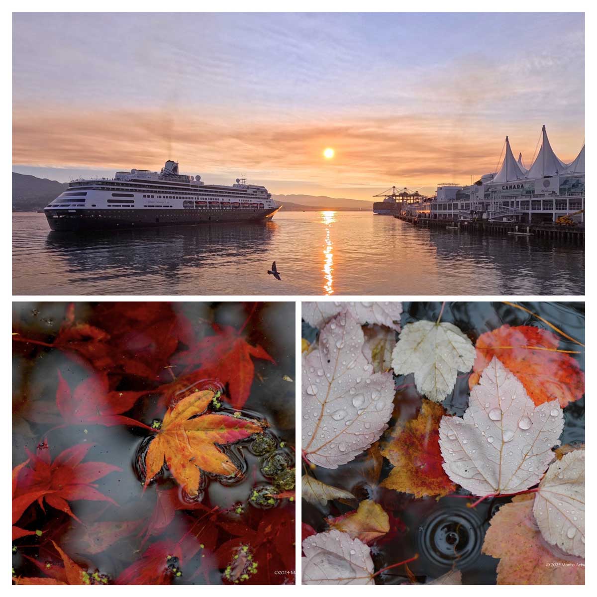 「Autumn colour in Vancouver 2025」Manto Artworks
