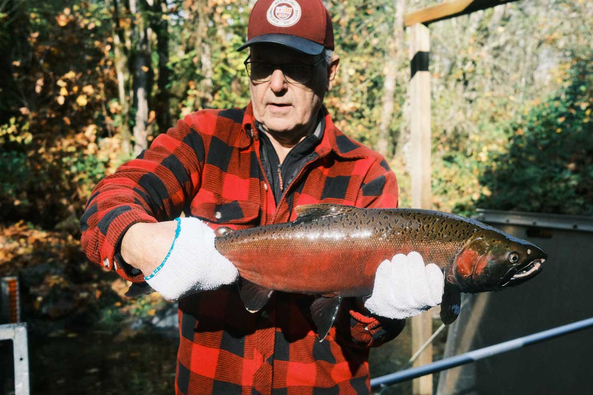 オスのコーホーサーモンを紹介するブライアンさん。鼻の先の突起は「キープ(Kype)」と呼ばれ、オス同士がメスと交尾する権利をめぐって争う際に使われる。2025年10月29日、サレー市。撮影:田上麻里亜