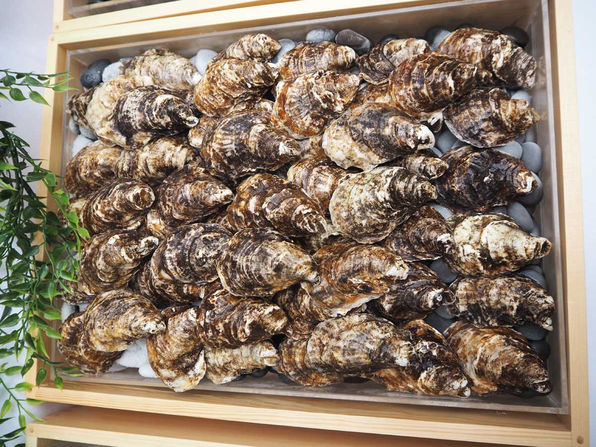 プリンスエドワード島の沖合で養殖したカキ(大阪市で大塚圭一郎撮影)