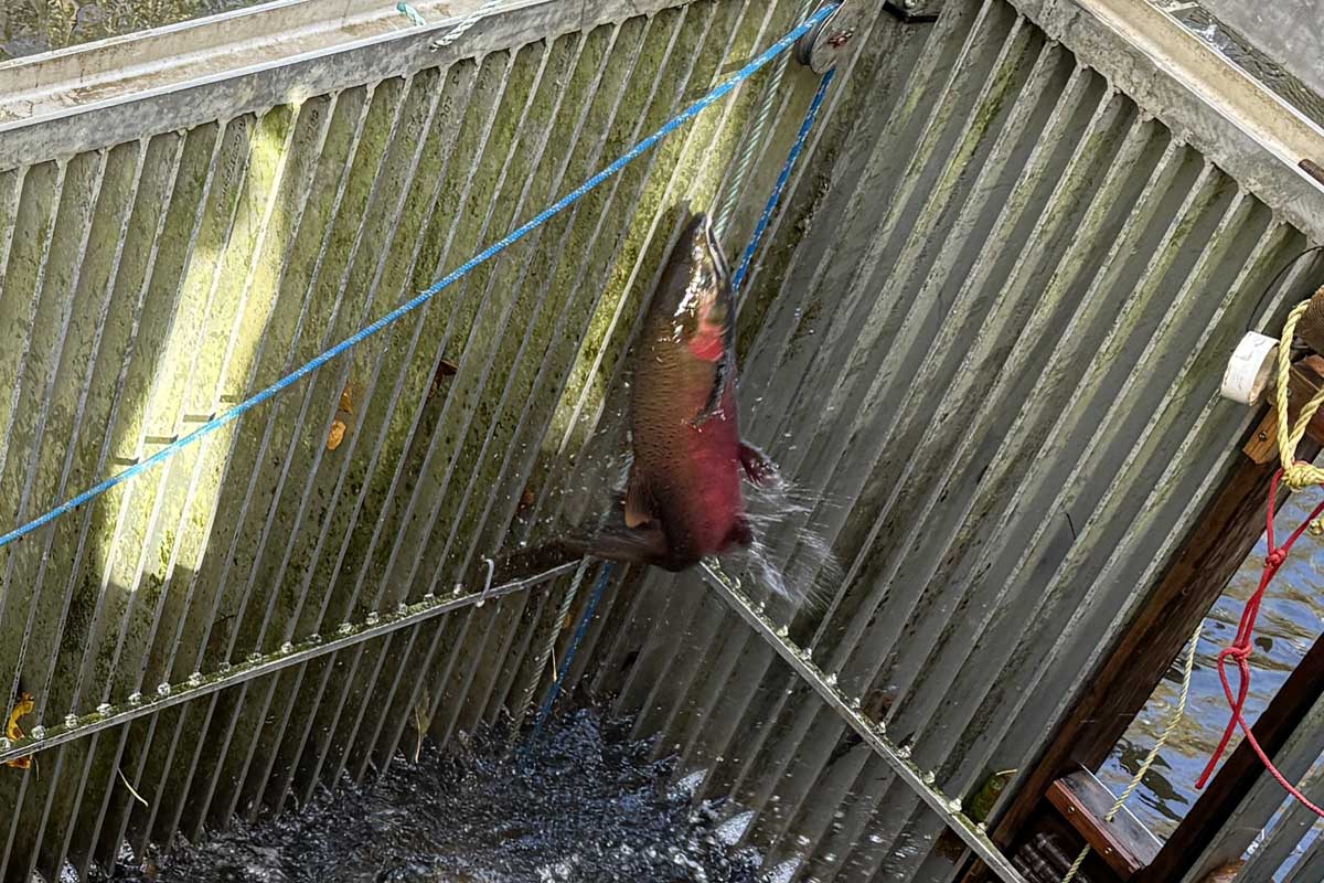 The Serpentine Enhancement Societyでは、Tynehead Hatcheryでサーモンを養殖し、地元で絶滅の危機にある魚種の補充と再放流に力を注いでいる。2025年10月29日、サレー市。撮影:田上麻里亜