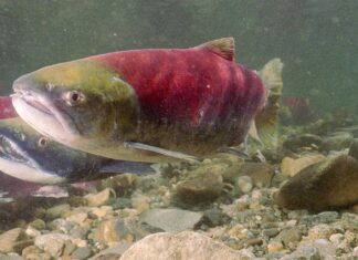 BC州でサッカイサーモン927万匹回帰 予想の3倍、4年に一度の大量年 フレーザー川水系のアダムス川に遡上するサッカイサーモン。写真提供: Fisheries and Oceans Canada