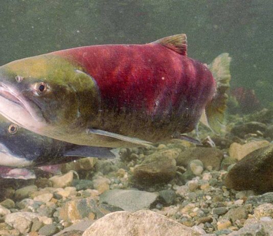 BC州でサッカイサーモン927万匹回帰 予想の3倍、4年に一度の大量年 フレーザー川水系のアダムス川に遡上するサッカイサーモン。写真提供: Fisheries and Oceans Canada