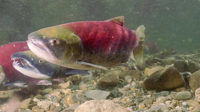 4_Salmon-Run_2025-10 フレーザー川水系のアダムス川に遡上するサッカイサーモン。写真提供: Fisheries and Oceans Canada