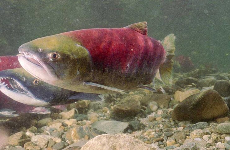 BC州でサッカイサーモン927万匹回帰 予想の3倍、4年に一度の大量年 フレーザー川水系のアダムス川に遡上するサッカイサーモン。写真提供: Fisheries and Oceans Canada