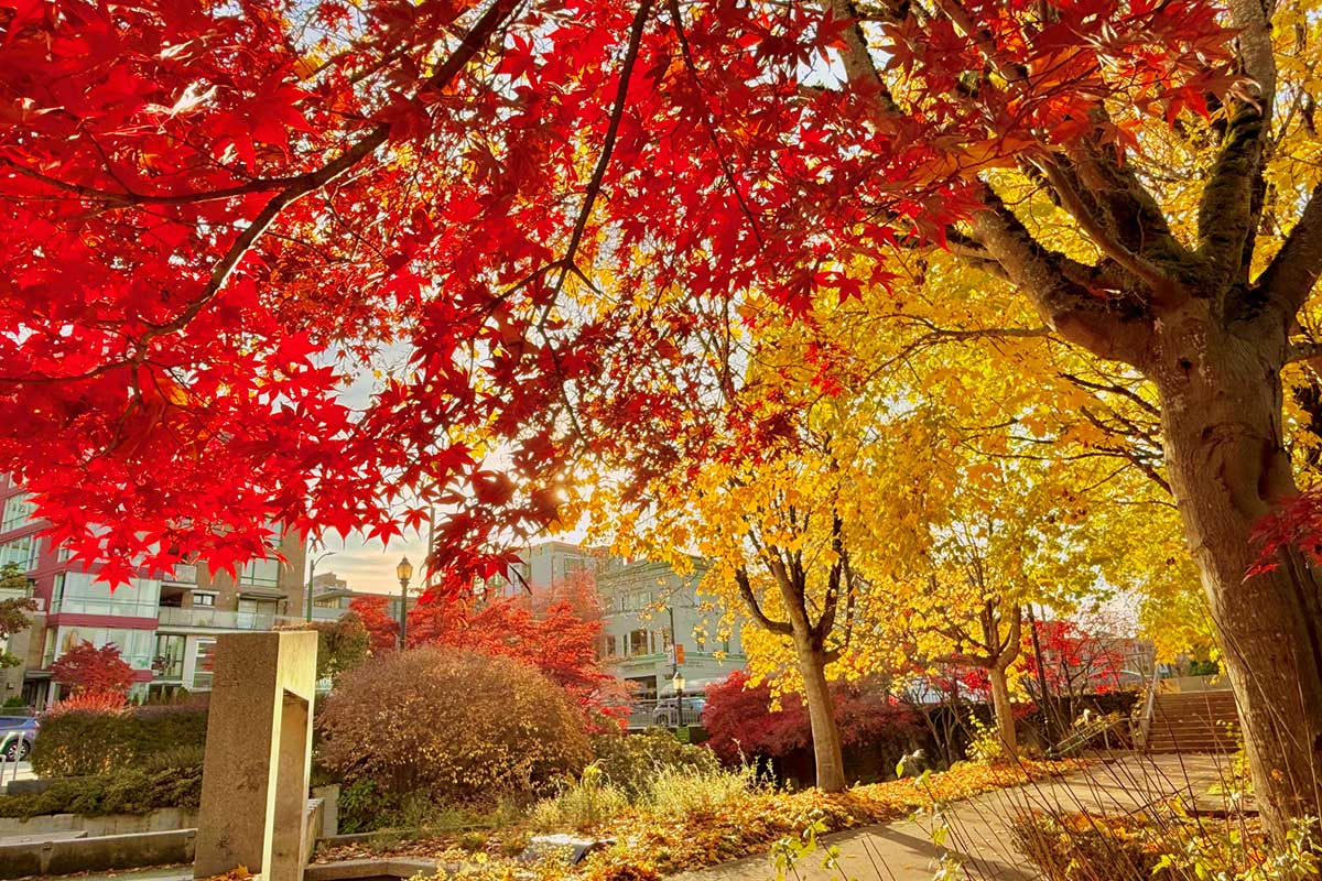 バンクーバーの紅葉2025グランビル・ループパーク／Vancouver Fall 2025 at Granville Loop Park。Photo by Koichi Saito