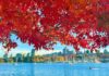 紅葉が告げる、バンクーバーの季節の移ろい バンクーバーの紅葉2025フォールスクリーク/Vancouver Fall 2025 at False Creek。Photo by Koichi Saito