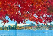 紅葉が告げる、バンクーバーの季節の移ろい バンクーバーの紅葉2025フォールスクリーク/Vancouver Fall 2025 at False Creek。Photo by Koichi Saito