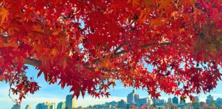 紅葉が告げる、バンクーバーの季節の移ろい バンクーバーの紅葉2025フォールスクリーク/Vancouver Fall 2025 at False Creek。Photo by Koichi Saito
