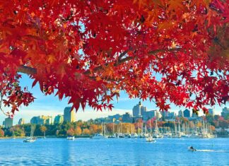 紅葉が告げる、バンクーバーの季節の移ろい バンクーバーの紅葉2025フォールスクリーク/Vancouver Fall 2025 at False Creek。Photo by Koichi Saito