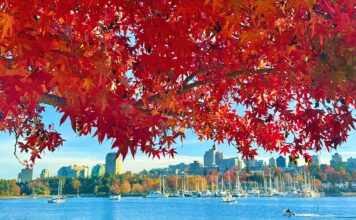 紅葉が告げる、バンクーバーの季節の移ろい バンクーバーの紅葉2025フォールスクリーク/Vancouver Fall 2025 at False Creek。Photo by Koichi Saito