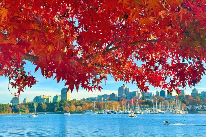 バンクーバーの紅葉2025フォールスクリーク／Vancouver Fall 2025 at False Creek。Photo by Koichi Saito