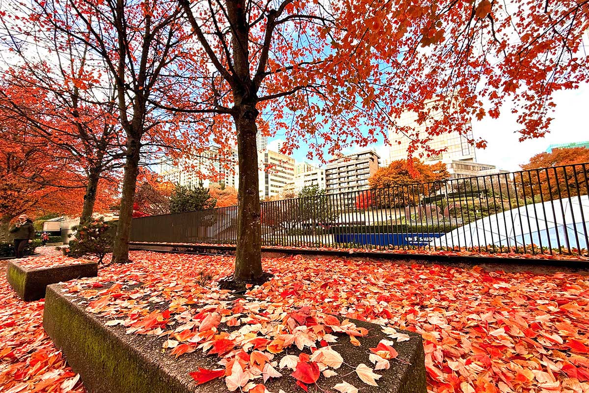 バンクーバーの紅葉2025ダウンタウン／Vancouver Fall 2025 at Downtown。Photo by Koichi Saito