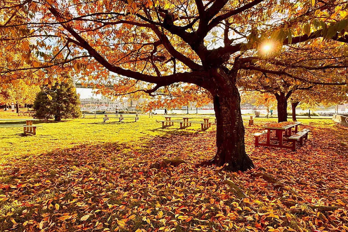 バンクーバーの紅葉2025サンセットビーチ／Vancouver Fall 2025 at Sunset-Beach。Photo by Koichi Saito