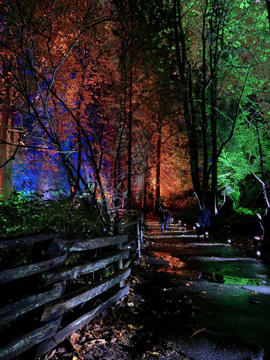ハリーポッターの世界そのままの幻想的な森の中を進むトレイル。2025年11月6日、バンクーバー市スタンレーパーク。Photo by Lala