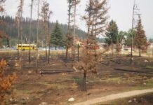 「カナダ“乗り鉄”の旅」第30回 「ラッキー」と思ったことを後悔、山火事の爪痕に心を痛める シリーズ「カナディアン」【4】 山火事の被害に遭ったカナダ西部アルバータ州ジャスパーでは、多くの木も焼けただれていた(大塚圭一郎撮影)