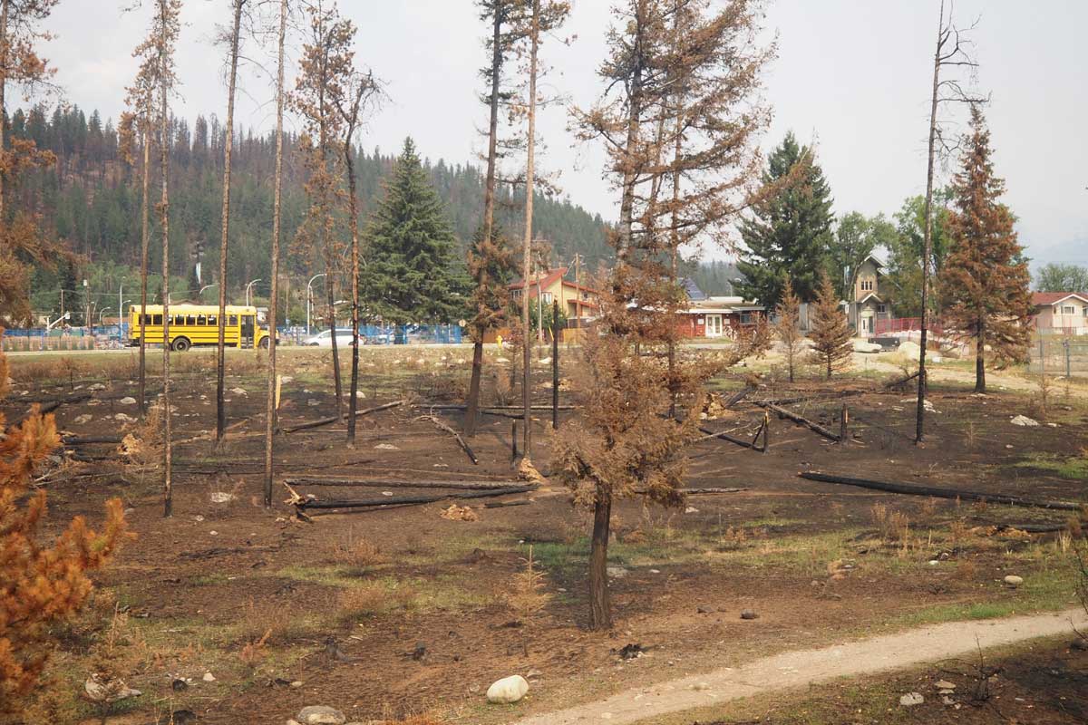 山火事の被害に遭ったカナダ西部アルバータ州ジャスパーでは、多くの木も焼けただれていた(大塚圭一郎撮影)