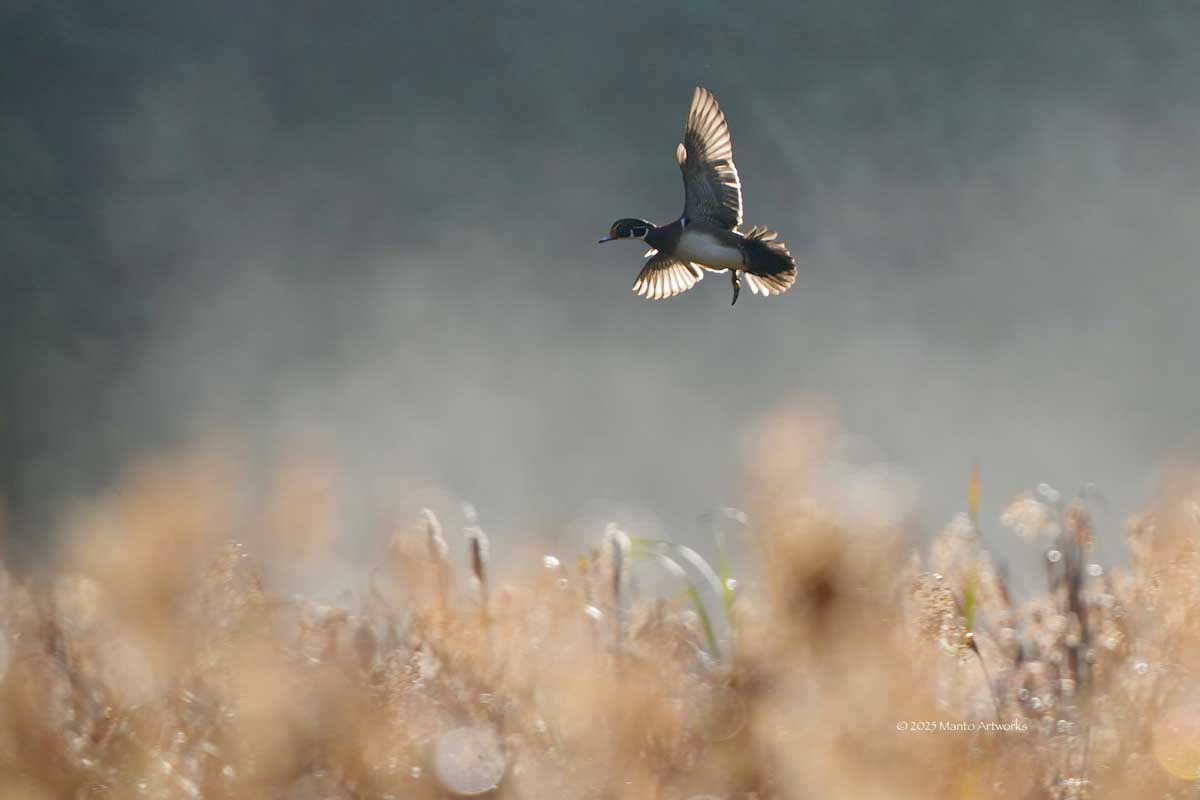 「Peace, Love, and Passion」Manto Artworks