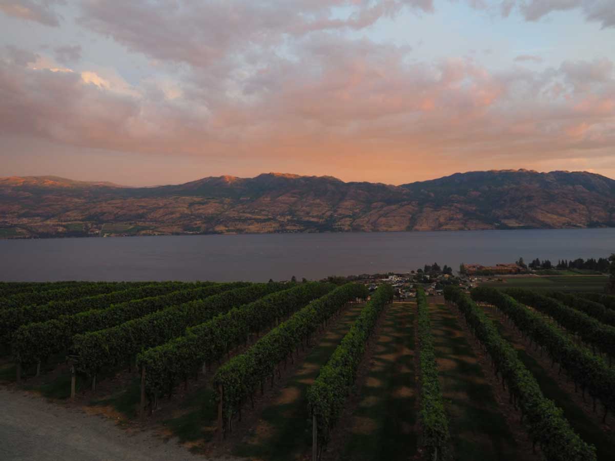ブリティッシュ・コロンビア州のオカナガン湖畔のブドウ園(2017年8月、大塚圭一郎撮影)
