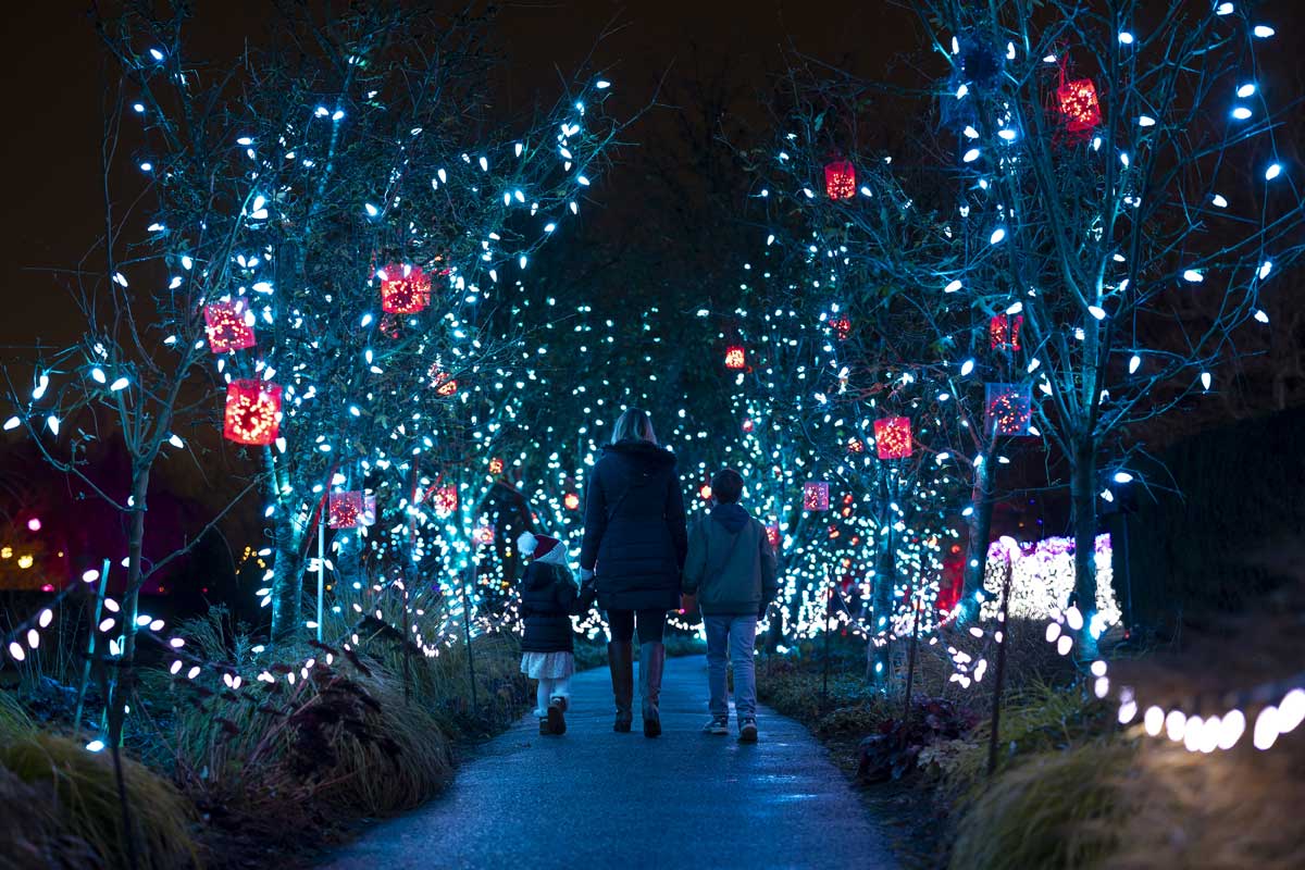 フェスティバルオブライト。Photo by VanDusen Botanical Garden