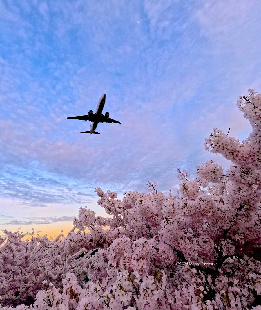 「Aircraft, Moon & Cherry Blossom」By Manto Artworks