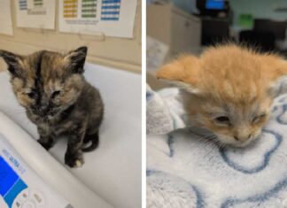 ごみ処理場で圧死寸前だった子猫数匹、間一髪で救出される ブリティッシュ・コロンビア州アボツフォード市の廃棄物処理施設で助けられ、BCSPCAでケアを受ける子猫。Photo provided by ©BC SPCA